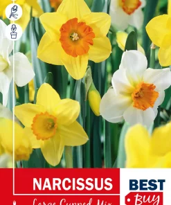 Narcissus Largecupped Mix - Påskelilje