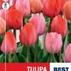 Tulipa 'Pink Promise' Mix - Tulipan