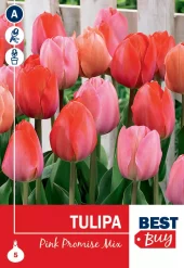 Tulipa 'Pink Promise' Mix - Tulipan