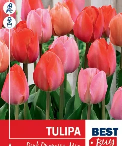 Tulipa 'Pink Promise' Mix - Tulipan