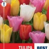 Tulipa 'Triumph' Mix - Tulipan