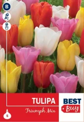 Tulipa 'Triumph' Mix - Tulipan