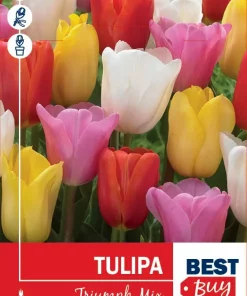Tulipa 'Triumph' Mix - Tulipan
