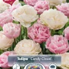 Perfect Partners Tulipa 'Candy Cloud' - Tulipan miks