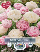 Perfect Partners Tulipa 'Candy Cloud' - Tulipan miks