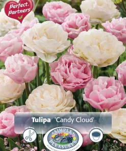 Perfect Partners Tulipa 'Candy Cloud' - Tulipan miks