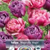 Perfect Partners Tulipa 'Magnolia Magic' - Tulipan miks