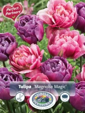 Perfect Partners Tulipa 'Magnolia Magic' - Tulipan miks