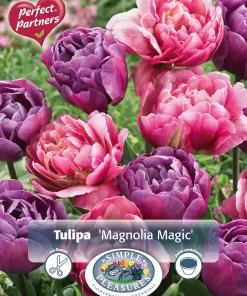 Perfect Partners Tulipa 'Magnolia Magic' - Tulipan miks