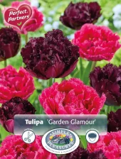 Perfect Partners Tulipa 'Garden Glamour' - Tulipan miks
