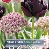 Perfect Partners Tulipa / Allium 'Chique Mistique' - Tulipan & Prydløk