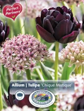 Perfect Partners Tulipa / Allium 'Chique Mistique' - Tulipan & Prydløk