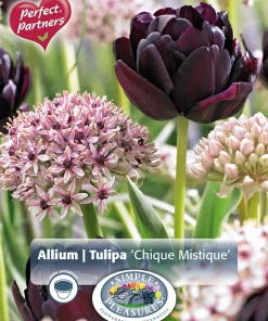 Perfect Partners Tulipa / Allium 'Chique Mistique' - Tulipan & Prydløk