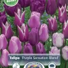 Perfect Partners Tulipa 'Purple Sensation Blend' - Tulipan miks