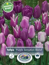 Perfect Partners Tulipa 'Purple Sensation Blend' - Tulipan miks