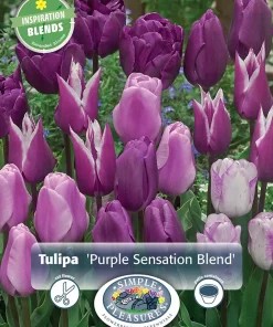 Perfect Partners Tulipa 'Purple Sensation Blend' - Tulipan miks