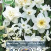 Perfect Partners Narcissus 'White on White Blend' - Påskelilje miks