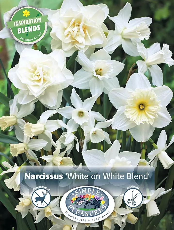 Perfect Partners Narcissus 'White on White Blend' - Påskelilje miks
