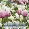 Perfect Partners 'Blushing Blossoms' - Tulipan & Påskelilje miks
