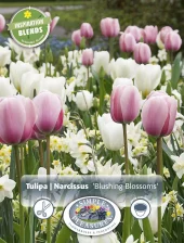 Perfect Partners 'Blushing Blossoms' - Tulipan & Påskelilje miks