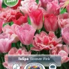 Perfect Partners Tulipa 'Forever Pink' - Tulipan miks
