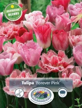 Perfect Partners Tulipa 'Forever Pink' - Tulipan miks