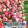 Perfect Partners Tulipa 'Rainbow River' - Tulipan miks