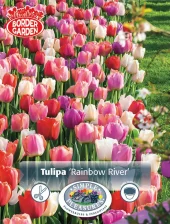 Perfect Partners Tulipa 'Rainbow River' - Tulipan miks