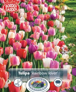 Perfect Partners Tulipa 'Rainbow River' - Tulipan miks