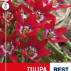 Tulipa 'Tiny Timo' - Tulipan