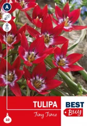 Tulipa 'Tiny Timo' - Tulipan