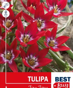 Tulipa 'Tiny Timo' - Tulipan