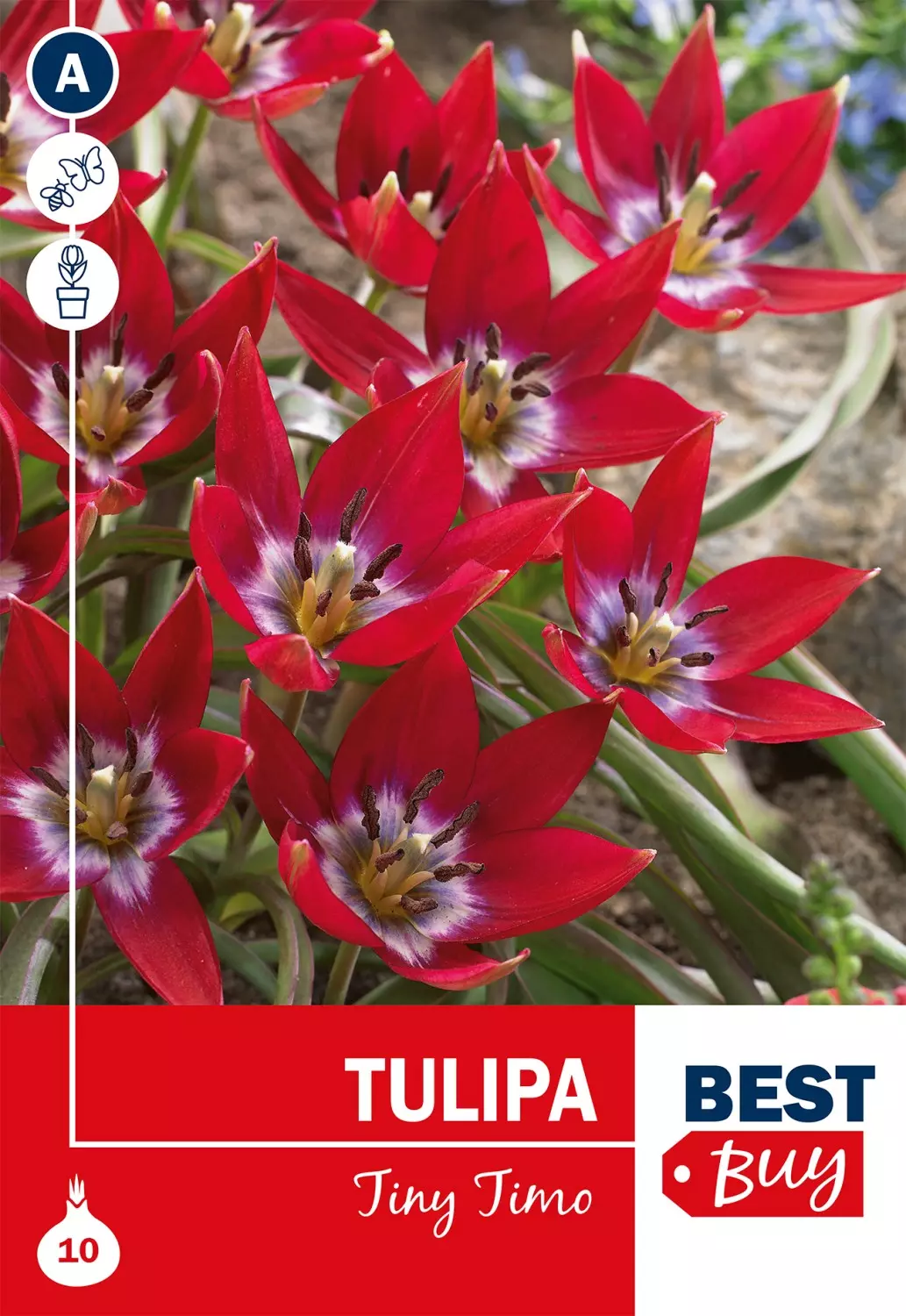 Tulipa 'Tiny Timo' - Tulipan