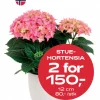 Multibuy: Hortensia 12 cm 1-2 ball