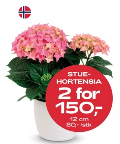 Multibuy: Hortensia 12 cm 1-2 ball