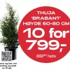 Multibuy: Thuja 'Brabant' 60-80 cm - 10 for 799,-