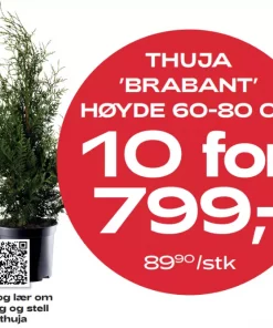 Multibuy: Thuja 'Brabant' 60-80 cm - 10 for 799,-