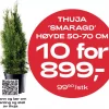 Multibuy: Thuja 'Smaragd' 50-70 - 10 for 899,-