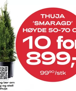 Multibuy: Thuja 'Smaragd' 50-70 - 10 for 899,-