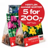 Multibuy: Høstløk - 5 for 200.-
