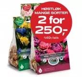 Multibuy: Høstløk Perfect Partners - 2 for 250.-