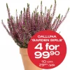 Multibuy: Høstlyng Calluna 10 cm - 4 for 99,90