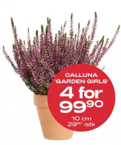 Multibuy: Høstlyng Calluna 10 cm - 4 for 99,90