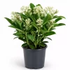 Skimmia Japonica 11 cm hvit
