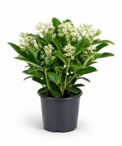 Skimmia Japonica 17 cm hvit