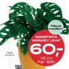 Medlemstilbud: Monstera - Vindusblad Monkey Leaf 12 cm - 60.-