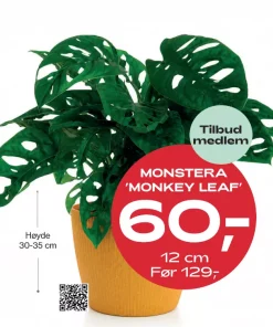 Medlemstilbud: Monstera - Vindusblad Monkey Leaf 12 cm - 60.-