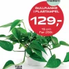 Medlemstilbud: Gullranke i 15 cm plastampel - 129.-
