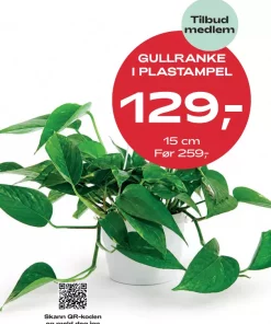 Medlemstilbud: Gullranke i 15 cm plastampel - 129.-