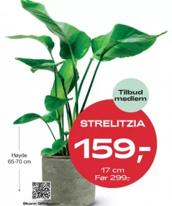 Medlemstilbud: Strelitzia Nicolai - Paradisfuglblomst 17 cm - 159